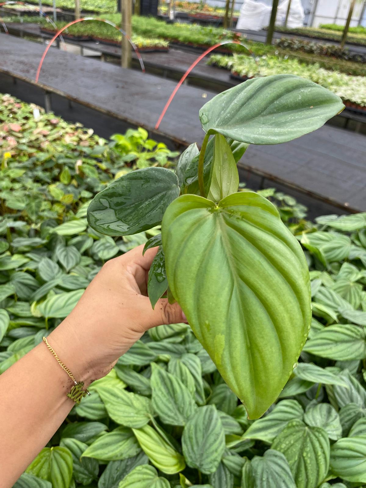 Philodendron Colombia 2 Inch Plant | Rare Silver Leaf Aroid
