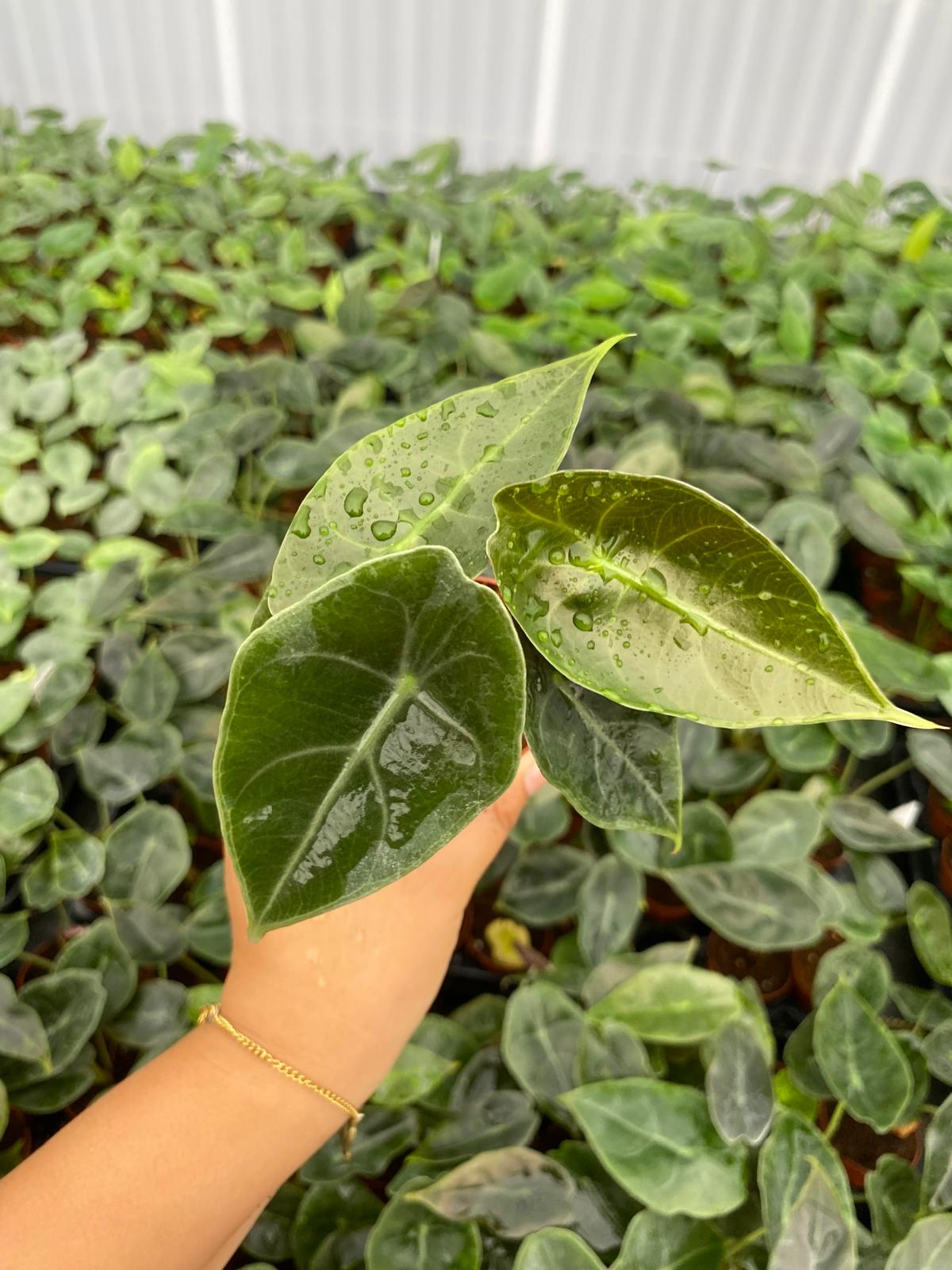 Alocasia Suhirmaniana 2 Inch Plant | Rare Tropical Aroid