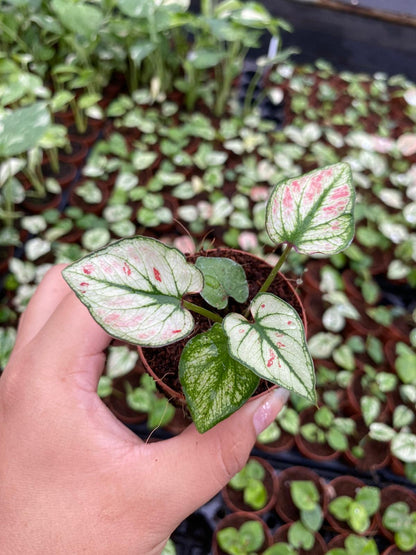 Caladium Strawberry Heart 2 Inch Plant | Pink Heart Indoor Plant