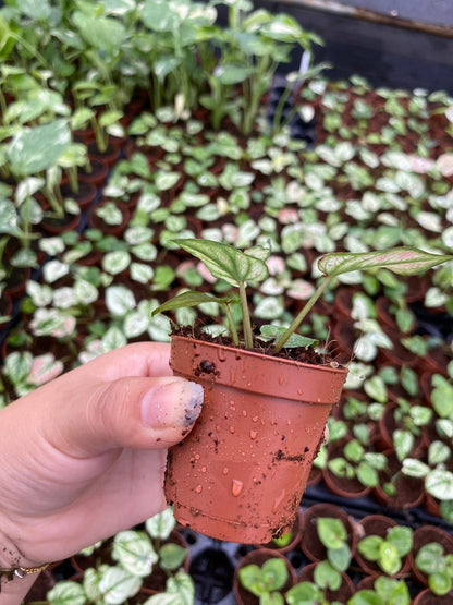 Caladium Strawberry Heart 2 Inch Plant | Pink Heart Indoor Plant