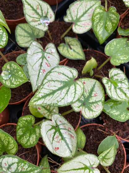 Caladium Strawberry Heart 2 Inch Plant | Pink Heart Indoor Plant