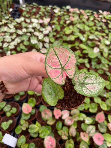 Caladium Scarlet Girl 2 Inch Plant | Red Pink Indoor Caladium