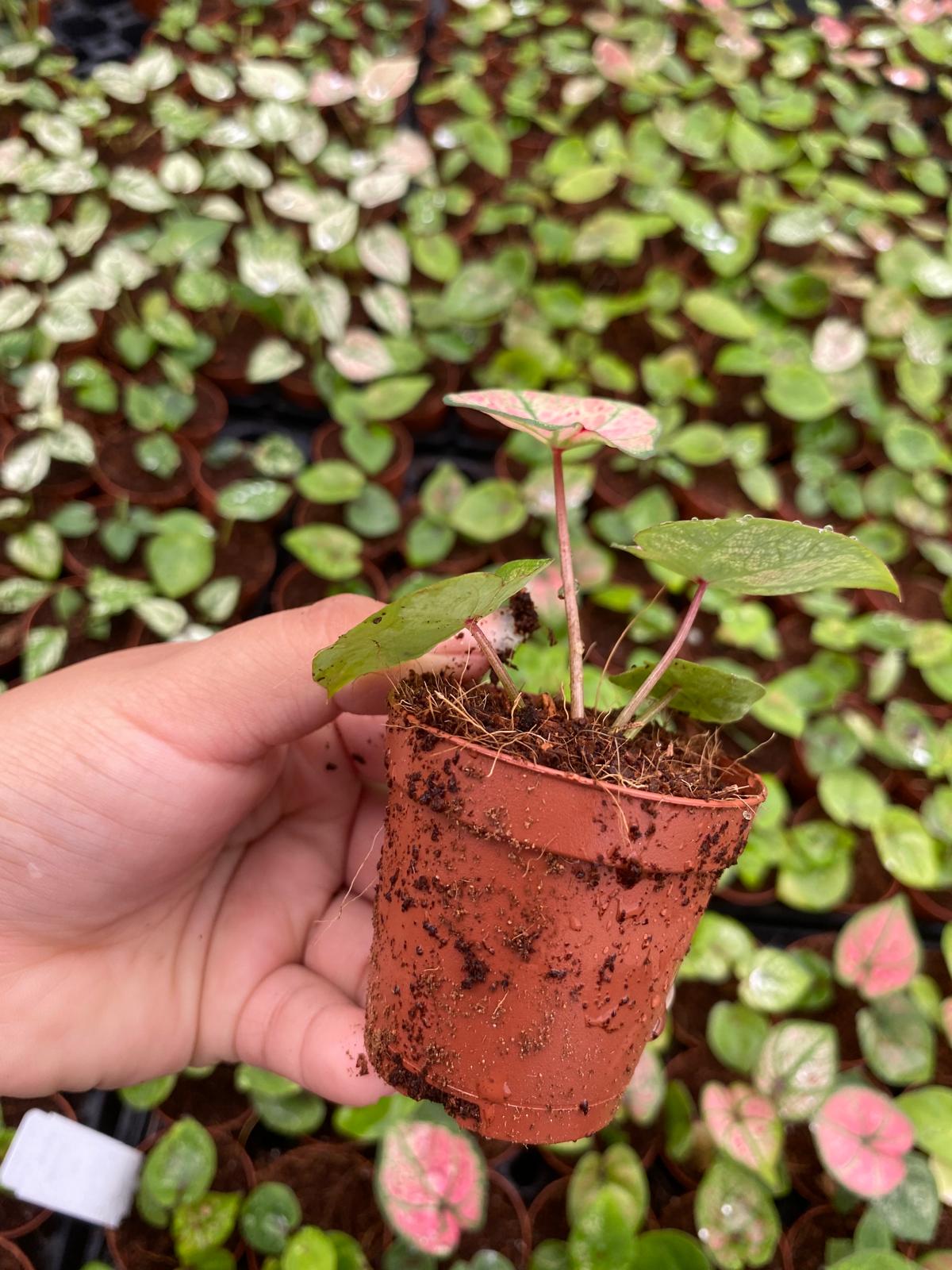 Caladium Scarlet Girl 2 Inch Plant | Red Pink Indoor Caladium