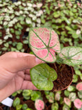 2" Caladium The Scarlet Girl "House Plant"