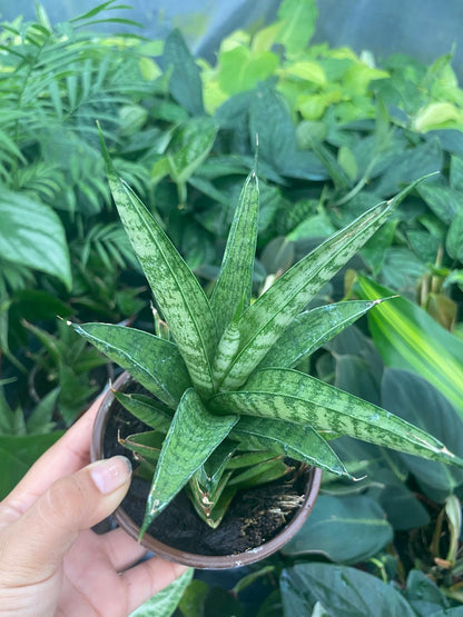Sansevieria Green Tower Thai 4 Inch Plant | Snake Plant Indoor