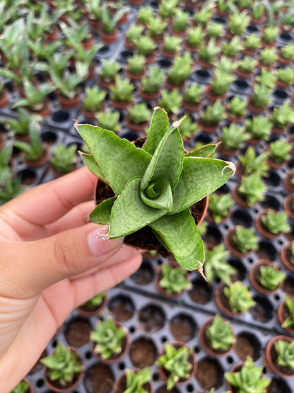 Sansevieria Green Tower Thai 4 Inch Plant | Snake Plant Indoor