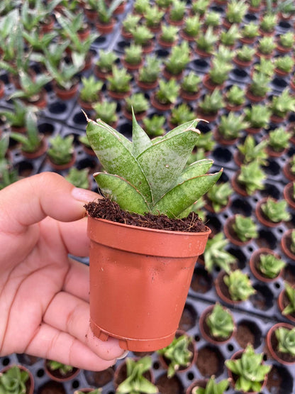 Sansevieria Green Tower Thai 4 Inch Plant | Snake Plant Indoor
