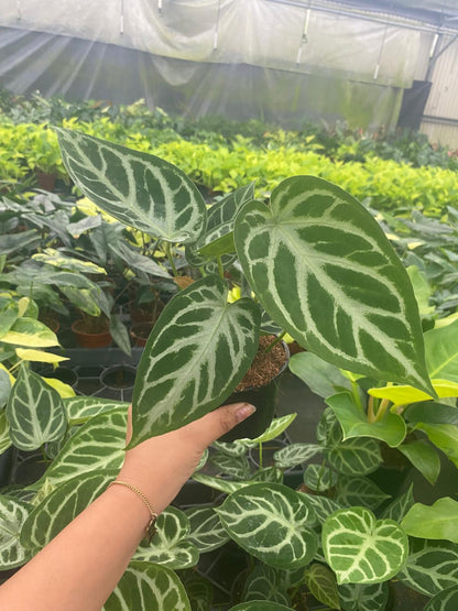 Anthurium Silver Blush | Rare Velvet Anthurium Plant with Silver Veins | Collector Aroid Indoor Plant (2” Starter Plant)