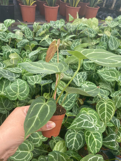 Anthurium Crystallinum Rare Velvet Crystal Anthurium Live Plant