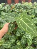 Anthurium Crystallinum