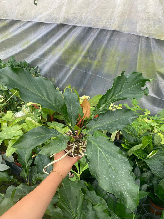 birdsnest anthurium 4" Anthurium Bird's Nest – Coollective Plants