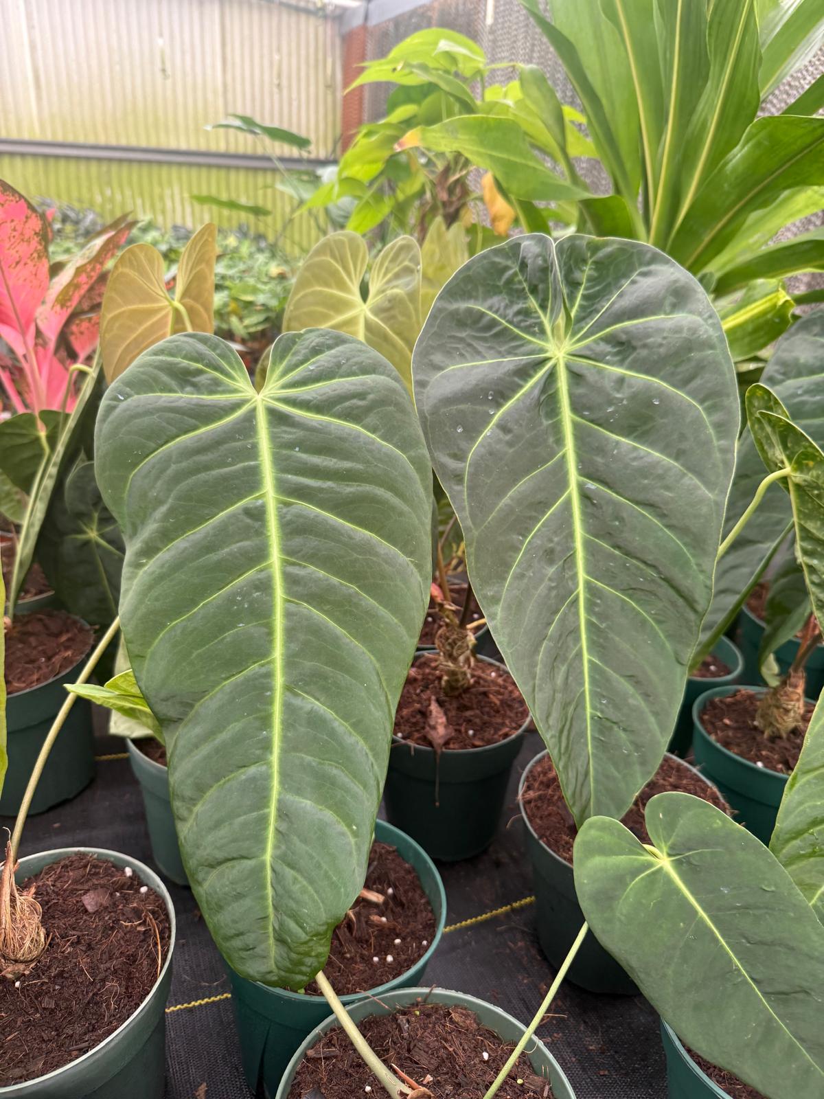 Anthurium Marmorathum