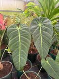 Anthurium Marmorathum