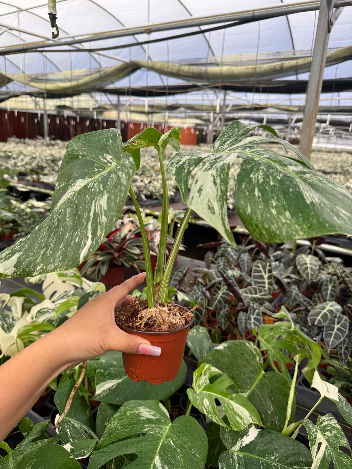 4" Monstera Albo Variegated