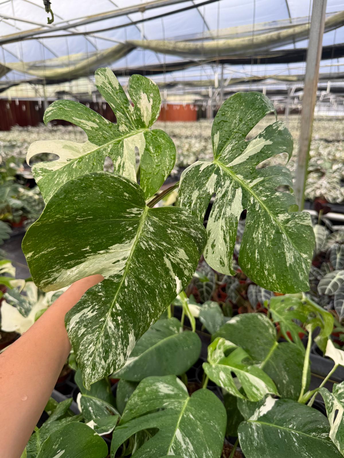 4" Monstera Albo Variegated
