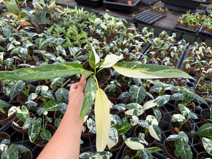 4" Pot Philodendron Olympia Variegated