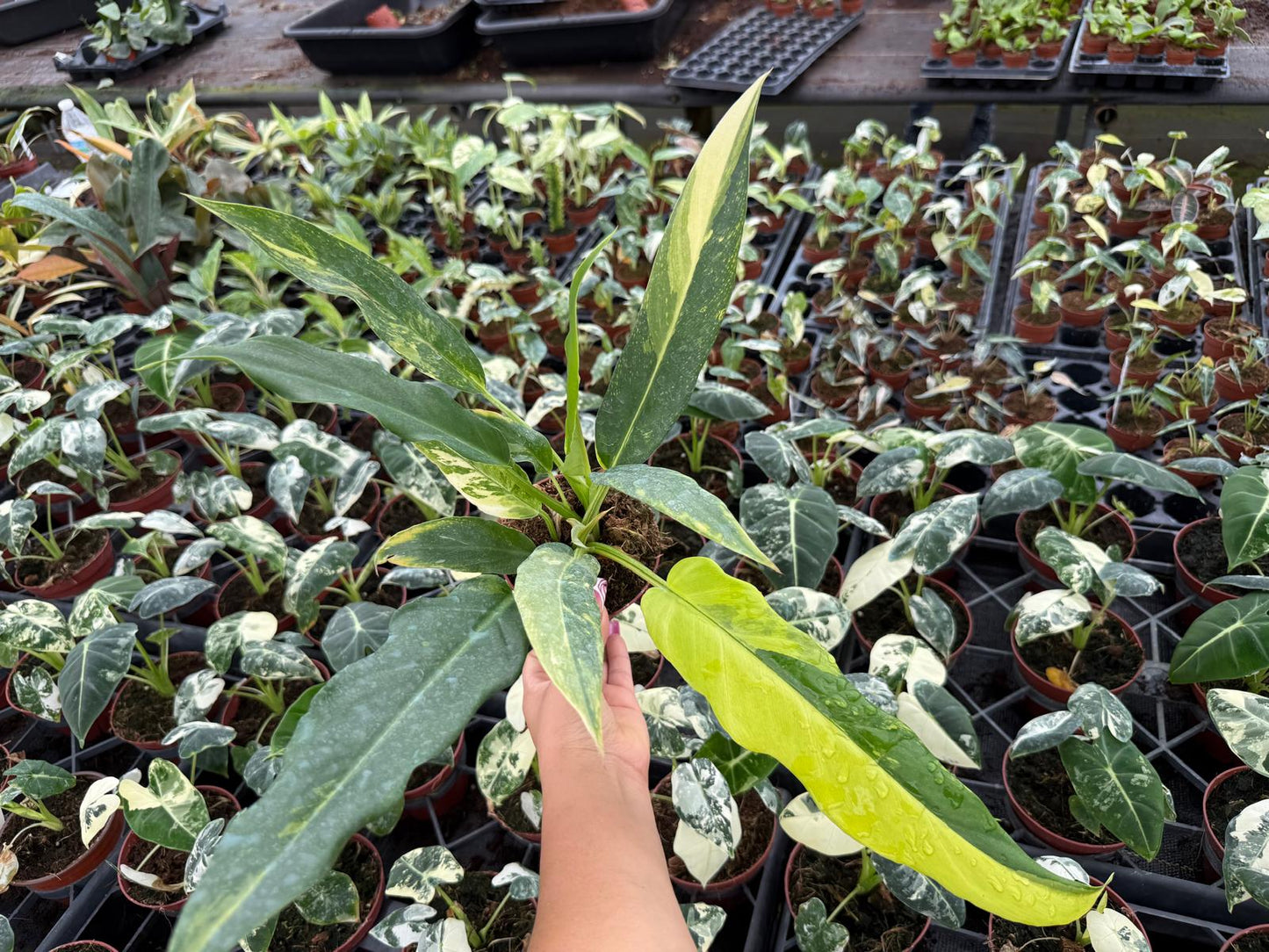 4" Pot Philodendron Olympia Variegated