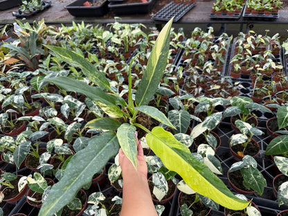 4" Pot Philodendron Olympia Variegated
