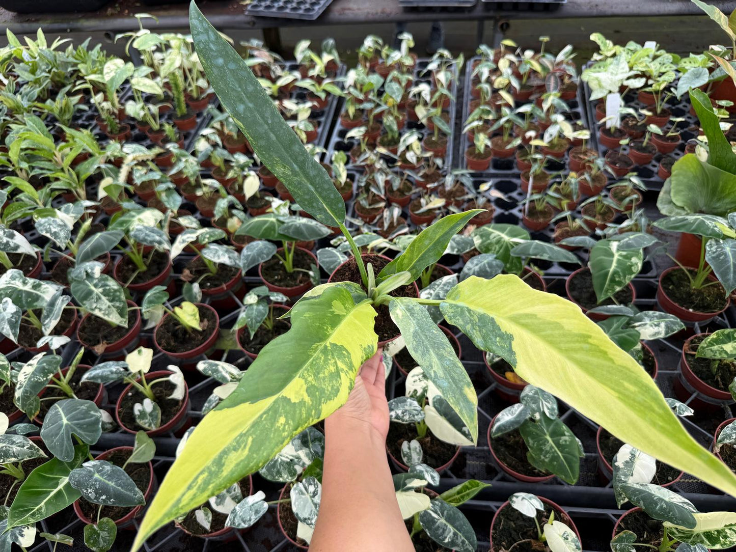 4" Pot Philodendron Olympia Variegated