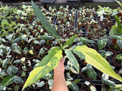 4" Pot Philodendron Olympia Variegated