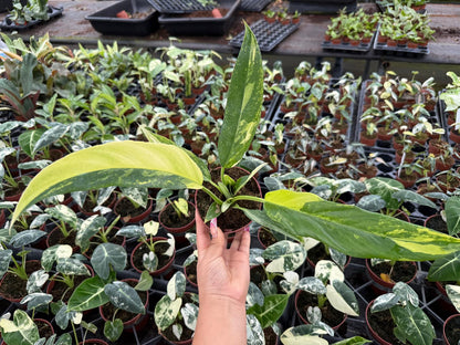 4" Pot Philodendron Olympia Variegated