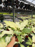 Philodendron Snowdrift
