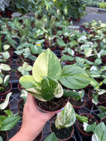 Scindapsus Rubicon Variegated