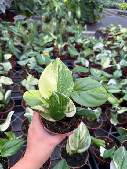 Scindapsus Rubicon Variegated