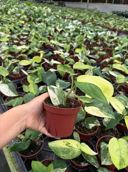 Scindapsus Jade Satin Aurea