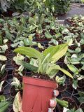 Scindapsus Rubicon Variegated
