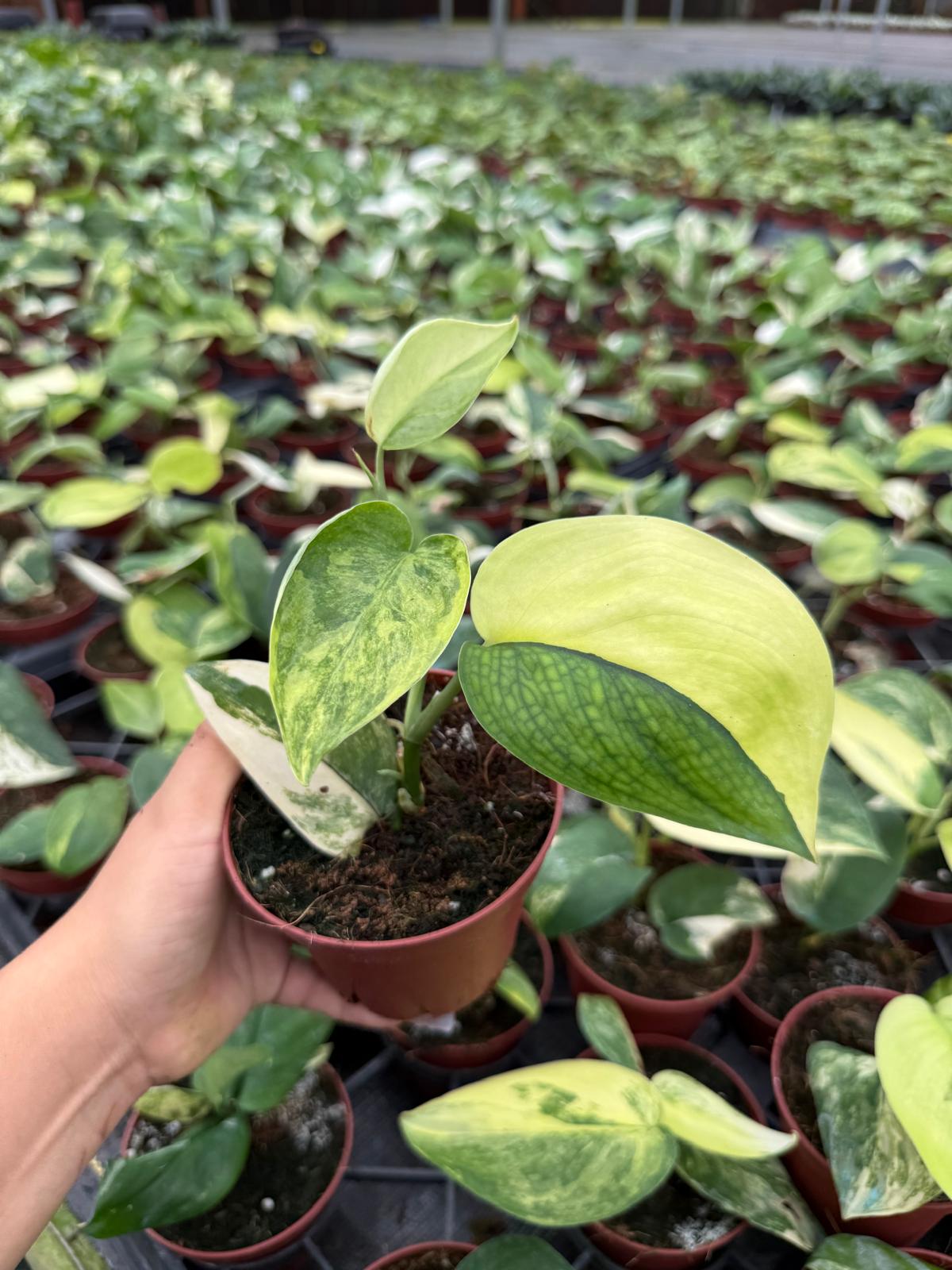 Scindapsus Jade Satin Aurea
