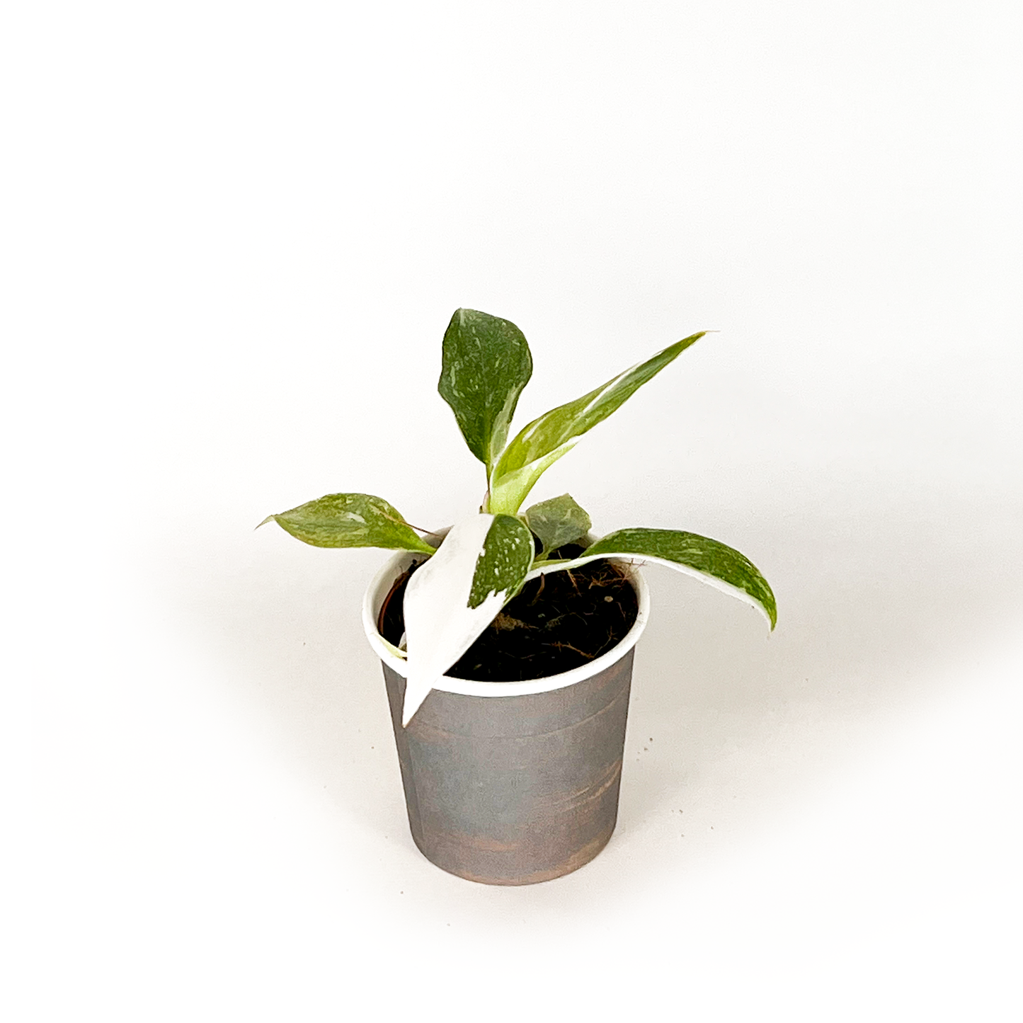 Philodendron Collection (4PK) Essential Houseplant  Live Plants Indoor Plants Live in 2 inch Pots, Easy House Plants Indoors Live, White Princess, Tortum, Snowdrift & Melanochrysum