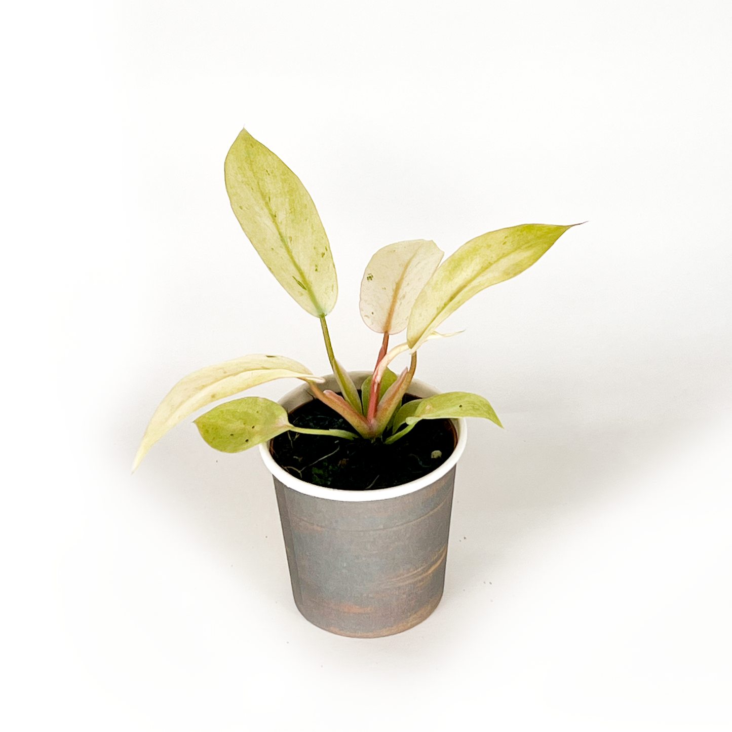 Philodendron Collection (4PK) Essential Houseplant  Live Plants Indoor Plants Live in 2 inch Pots, Easy House Plants Indoors Live, White Princess, Tortum, Snowdrift & Melanochrysum