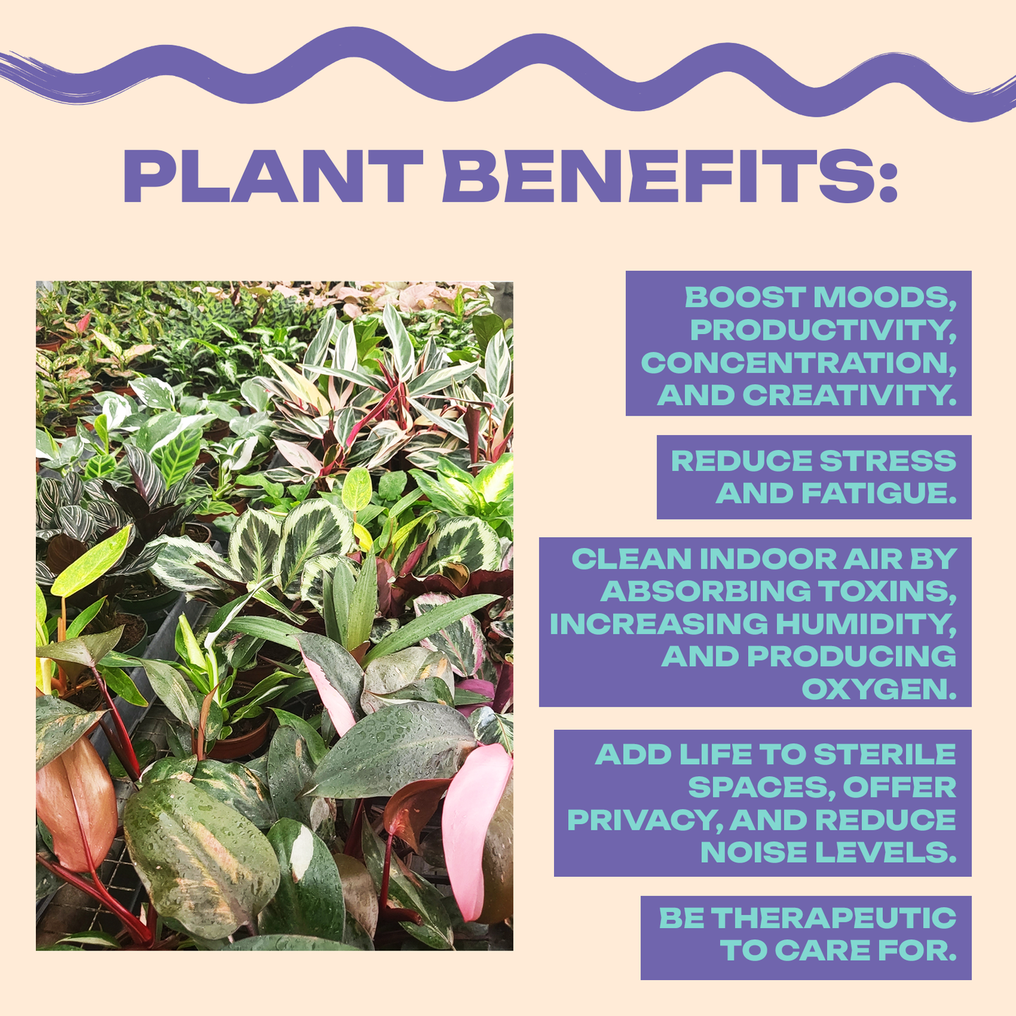 Alocasia Collection (4PK) Essential Houseplant  Live Plants Indoor Plants Live in 2 inch Pots, Easy House Plants Indoors Live, Alocasia Pink Dragon, Mickey Mouse, Jacklyn & Watsoniana
