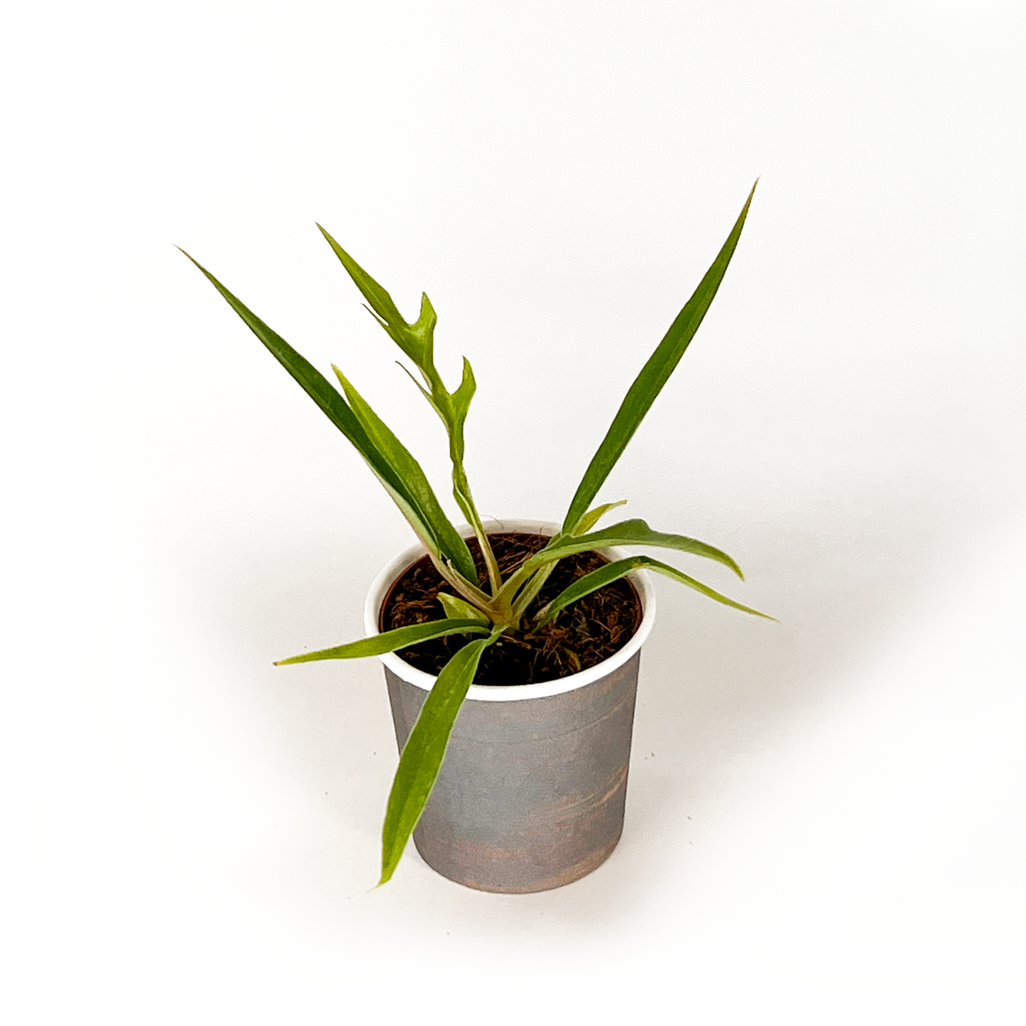 Philodendron Collection (4PK) Essential Houseplant  Live Plants Indoor Plants Live in 2 inch Pots, Easy House Plants Indoors Live, White Princess, Tortum, Snowdrift & Melanochrysum