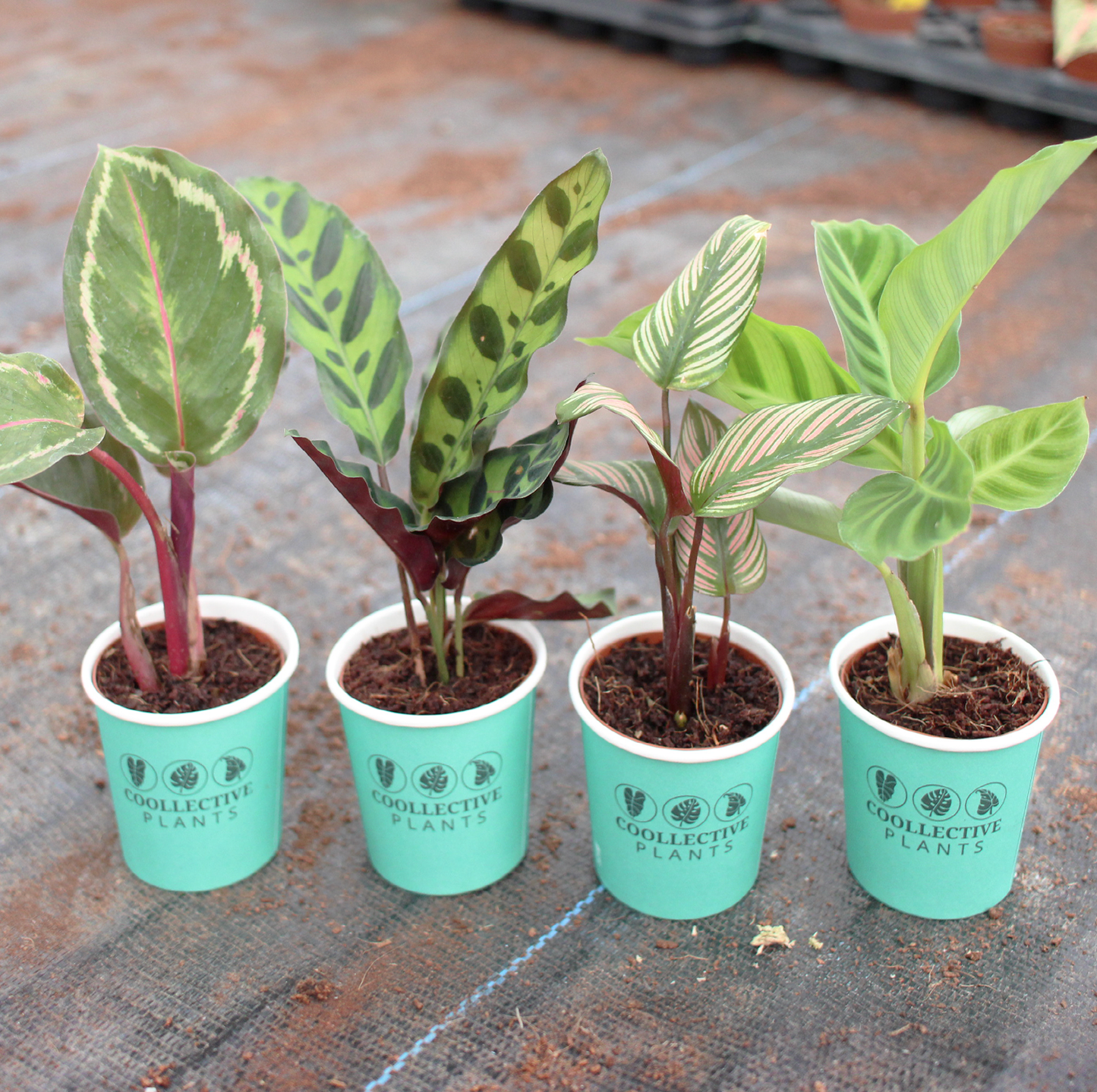 Calathea Collection (4PK) Combo #2 Essential Houseplant  Live Plants Indoor Plants Live in 2 inch Pots, Easy House Plants Indoors Live, White Start, Calathea Lancifolia, Medallion & Zebrina