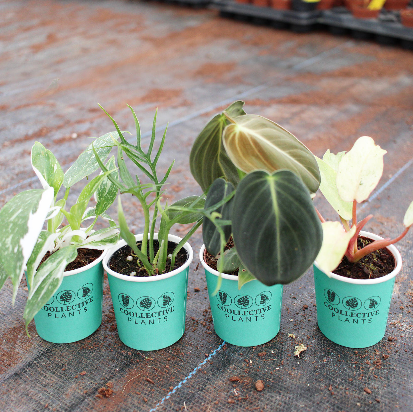 Philodendron Collection (4PK) Essential Houseplant  Live Plants Indoor Plants Live in 2 inch Pots, Easy House Plants Indoors Live, White Princess, Tortum, Snowdrift & Melanochrysum