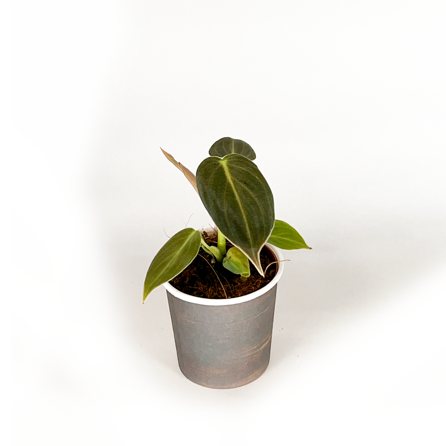 Philodendron Collection (4PK) Essential Houseplant  Live Plants Indoor Plants Live in 2 inch Pots, Easy House Plants Indoors Live, White Princess, Tortum, Snowdrift & Melanochrysum