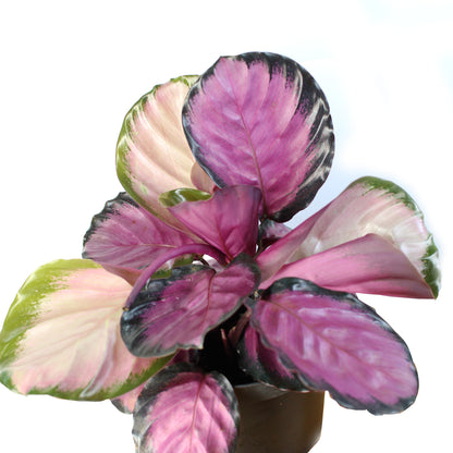 Calathea Roseopicta Rosy 4 Inch Pink Prayer Plant