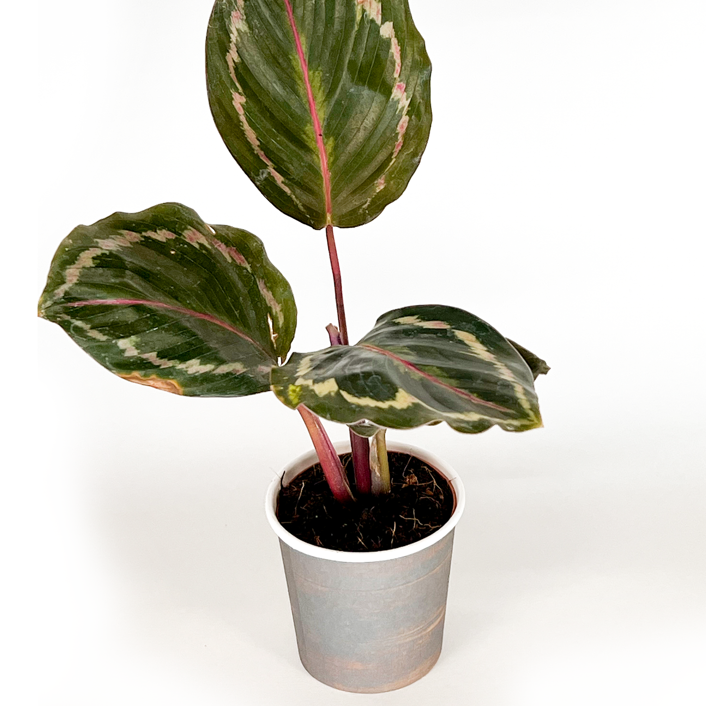 Calathea Collection (4PK) Combo #2 Essential Houseplant  Live Plants Indoor Plants Live in 2 inch Pots, Easy House Plants Indoors Live, White Start, Calathea Lancifolia, Medallion & Zebrina