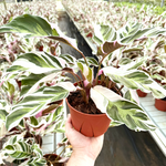 Calathea White Fusion 2–4” Plant – Rare Variegated Prayer Plant | Marbled White Indoor Tropical Houseplant