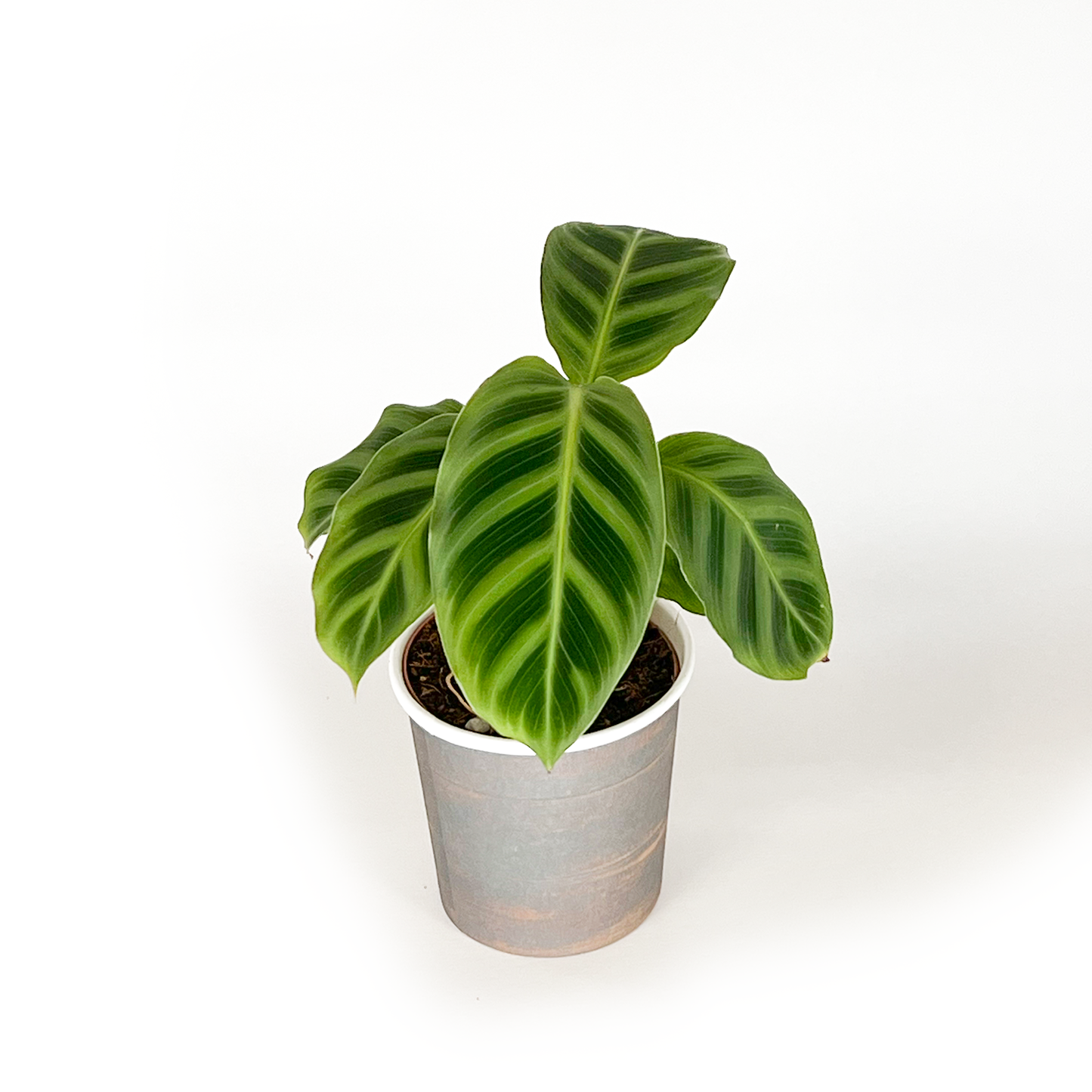 Calathea Collection (4PK) Combo #2 Essential Houseplant  Live Plants Indoor Plants Live in 2 inch Pots, Easy House Plants Indoors Live, White Start, Calathea Lancifolia, Medallion & Zebrina