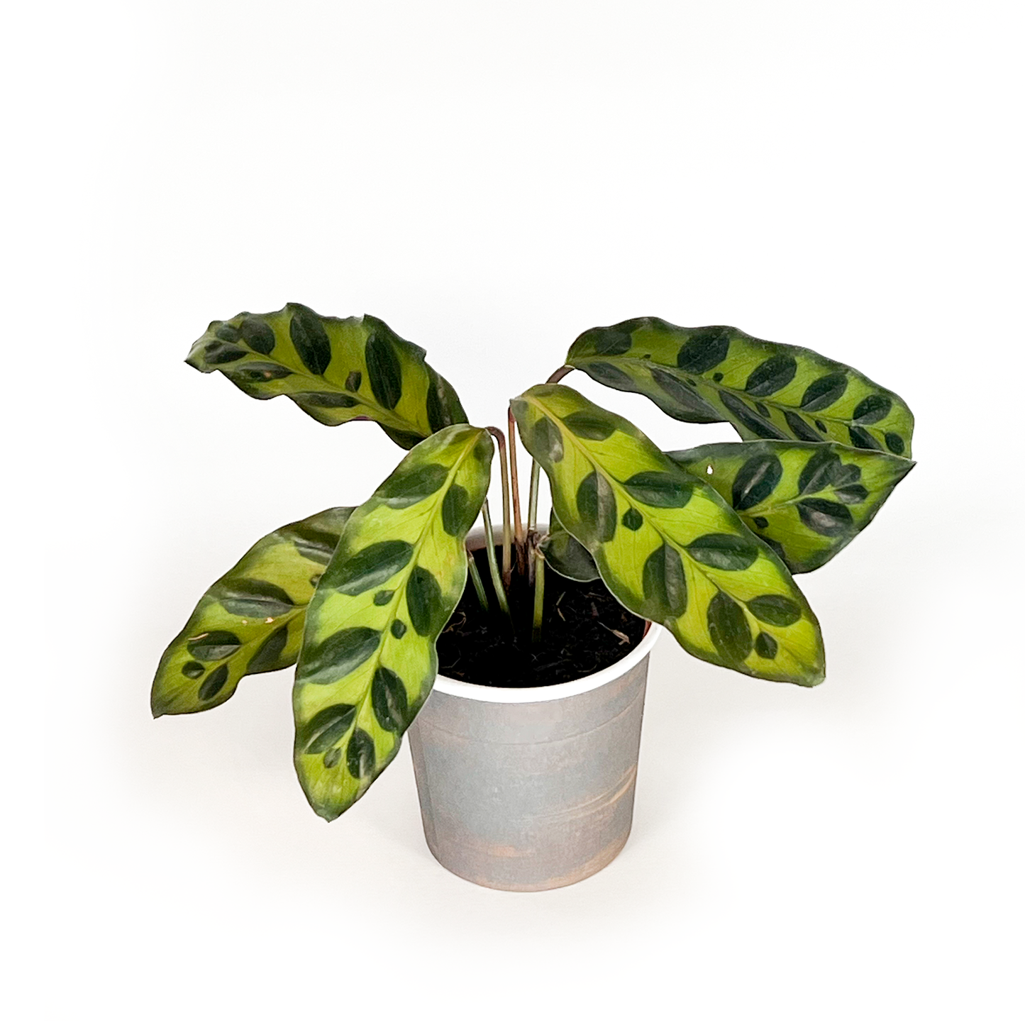Calathea Collection (4PK) Combo #2 Essential Houseplant  Live Plants Indoor Plants Live in 2 inch Pots, Easy House Plants Indoors Live, White Start, Calathea Lancifolia, Medallion & Zebrina