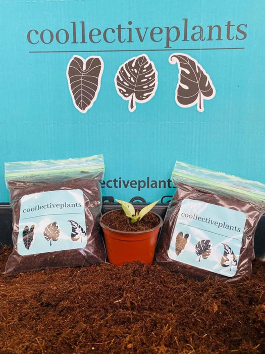 Quart of Coir Chunk Soil Mix : Indoor Plants - Easy Care Houseplant - Starter Plant ,Live Indoor, Easy to Grow - Beginner Plant