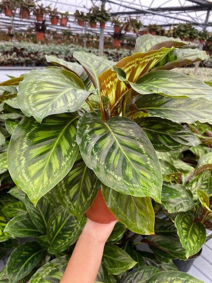 4" Calathea Flamestar