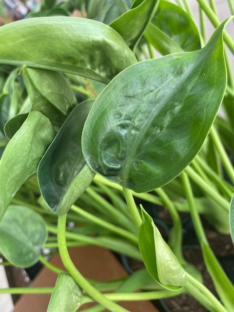 2" Baby Plant/4"/6" Alocasia Tiny Dancer