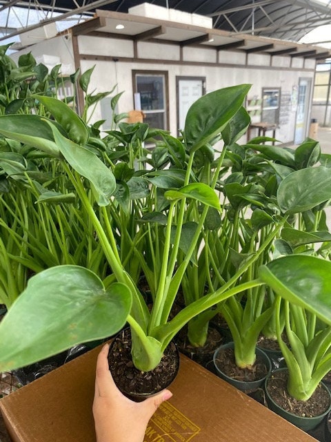 2" Baby Plant/4"/6" Alocasia Tiny Dancer