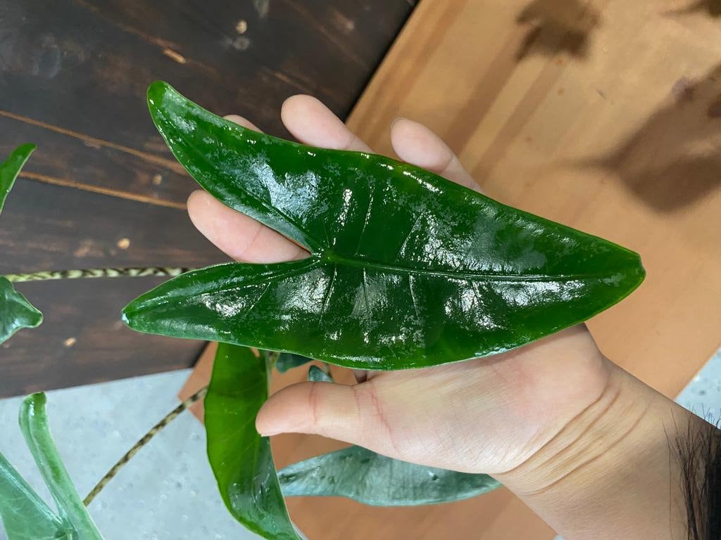 Alocasia Zebrina – Coollective Plants