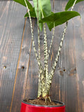 Alocasia Zebrina