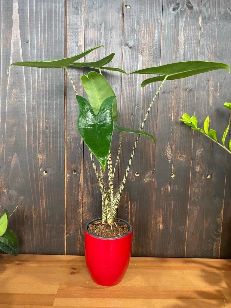 Alocasia Zebrina